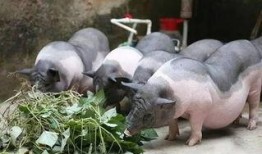 重庆喂猪吃瓜直播视频,重庆村民喂猪吃瓜，瓜农直播带货新风尚