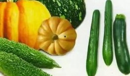 老光瓜怎么吃最好吃呢视频,视频揭秘最佳食用方法