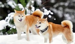 柴犬吃刺角瓜好吗视频,美味还是挑战？