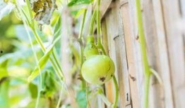 吃生葫芦瓜的视频,揭秘生葫芦瓜的独特风味