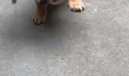 土狗吃白瓜好吗图片视频,趣味瞬间捕捉