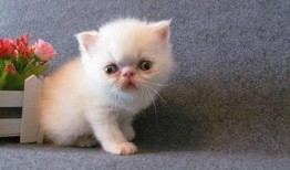 给小猫吃瓜视频大全,小猫吃瓜视频大全集锦