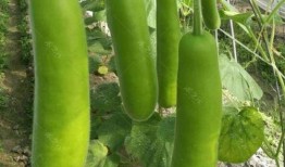 瓠瓜怎么吃图片视频,图片视频教你轻松烹饪美味佳肴