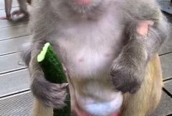 吃瓜猴子的视频,揭秘网络红人的爆红之路