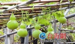 网红吃葫芦瓜视频,趣味横生引网友热议