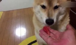 狗狗的吃瓜视频大全集