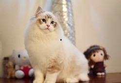 布偶猫吃哈密瓜视频播放,萌态十足引网友热议