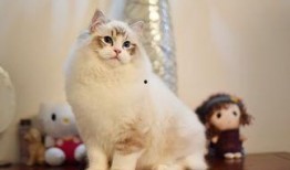 布偶猫吃哈密瓜视频播放,萌态十足引网友热议