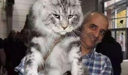 意大利一只猫吃瓜视频,萌态十足引网友爆笑