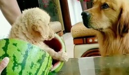 主人打架宠物吃瓜视频,见证主人打架的萌态瞬间