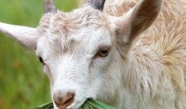 瓜田里的羊吃瓜视频,一场意外的田园喜剧