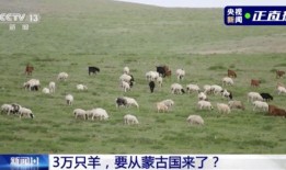 瓜田里的羊吃瓜视频,一场意外的田园喜剧