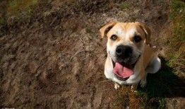 给狗狗吃瓠瓜好吗视频大全