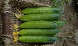 吃瓜怎么留种子视频教学,从“吃瓜留种”视频学种植技巧