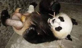 吃瓜熊猫被误伤视频素材