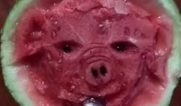 吃瓜人才的视频,视频中的趣味与智慧