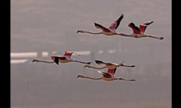 自由飞翔吃瓜视频大全,盘点热门娱乐瞬间