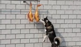 娱乐吃瓜酱送小狗视频下载,萌宠来袭，温馨瞬间尽收眼底