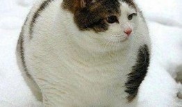 吃猫屎瓜的视频素材图片,奇特美食背后的故事