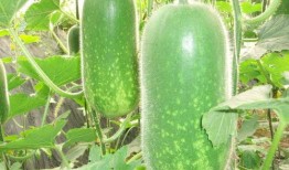 吃瓜风格写真视频大全,写真视频大全大揭秘