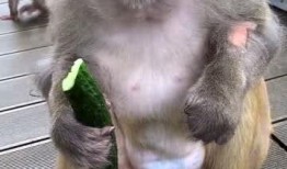 猴子配音吃瓜视频大全,趣味横生的猴子配音吃瓜视频大盘点