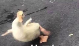 吃瓜系统沙雕视频合集,带你领略欢乐无限