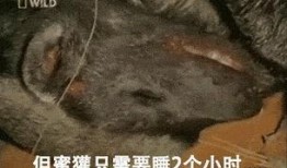 小孩偷瓜吃被蛇咬死了视频,不幸丧命