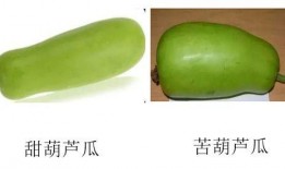 吃生葫芦瓜的视频,揭秘生葫芦瓜的独特风味