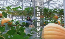 寿光东城天台吃瓜视频,一场引发热议的邻里冲突