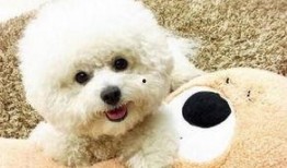 比熊吃煮瓜的视频,煮瓜美食之旅