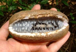 八月瓜到底咋吃才好吃视频,解锁最佳食用秘诀