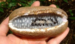 八月瓜到底咋吃才好吃视频,解锁最佳食用秘诀