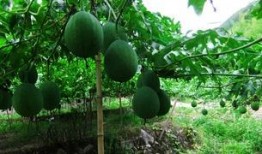 吊瓜是咋吃的视频大全集,视频大全集教你轻松享美味