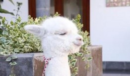 吃瓜羊驼视频大全,趣味视频大盘点