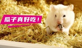 小仓鼠吃瓜纸会死吗视频,揭秘宠物安全的警示故事