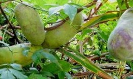 吃八月瓜视频素材,视频揭秘神秘果实的魅力