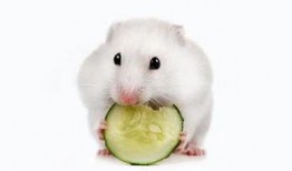 仓鼠可以哈密瓜吃吗视频,揭秘哈密瓜在仓鼠饮食中的奥秘