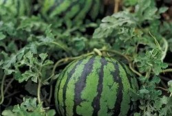 吃瓜可以用勺子挖嘛视频,揭秘吃瓜新姿势