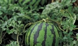 吃瓜可以用勺子挖嘛视频,揭秘吃瓜新姿势