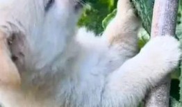 吃瓜搞笑动物视频大全,笑料横生！搞笑动物吃瓜视频大盘点