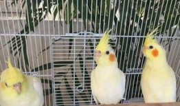 吃瓜神兽视频,视频中的趣味与智慧