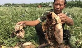 定州近期热门吃瓜事件视频,视频揭秘背后的真相