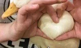 鸭子吃瓜搞笑视频,鸭子吃瓜搞笑瞬间大盘点