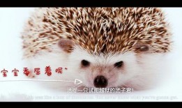刺猬可以吃白瓜吗视频,刺猬食用白瓜实验揭秘