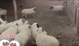 一只羊吃瓜视频下载,萌态可掬萌翻网友