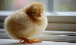 小鸡可以吃白瓜吗视频,揭秘白瓜的营养与食用方法