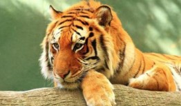 吃瓜指哪个生肖动物呢视频,揭秘“吃瓜群众”所指生肖之谜