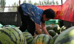 锦华观芷吃瓜的视频