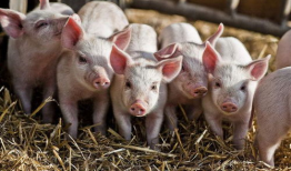 小猪吃哈米瓜视频大全,欢乐视频大盘点