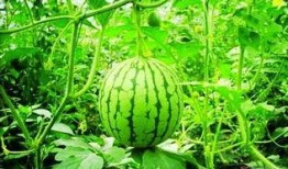 科目四吃瓜的视频,吃瓜群众视角下的驾考风云